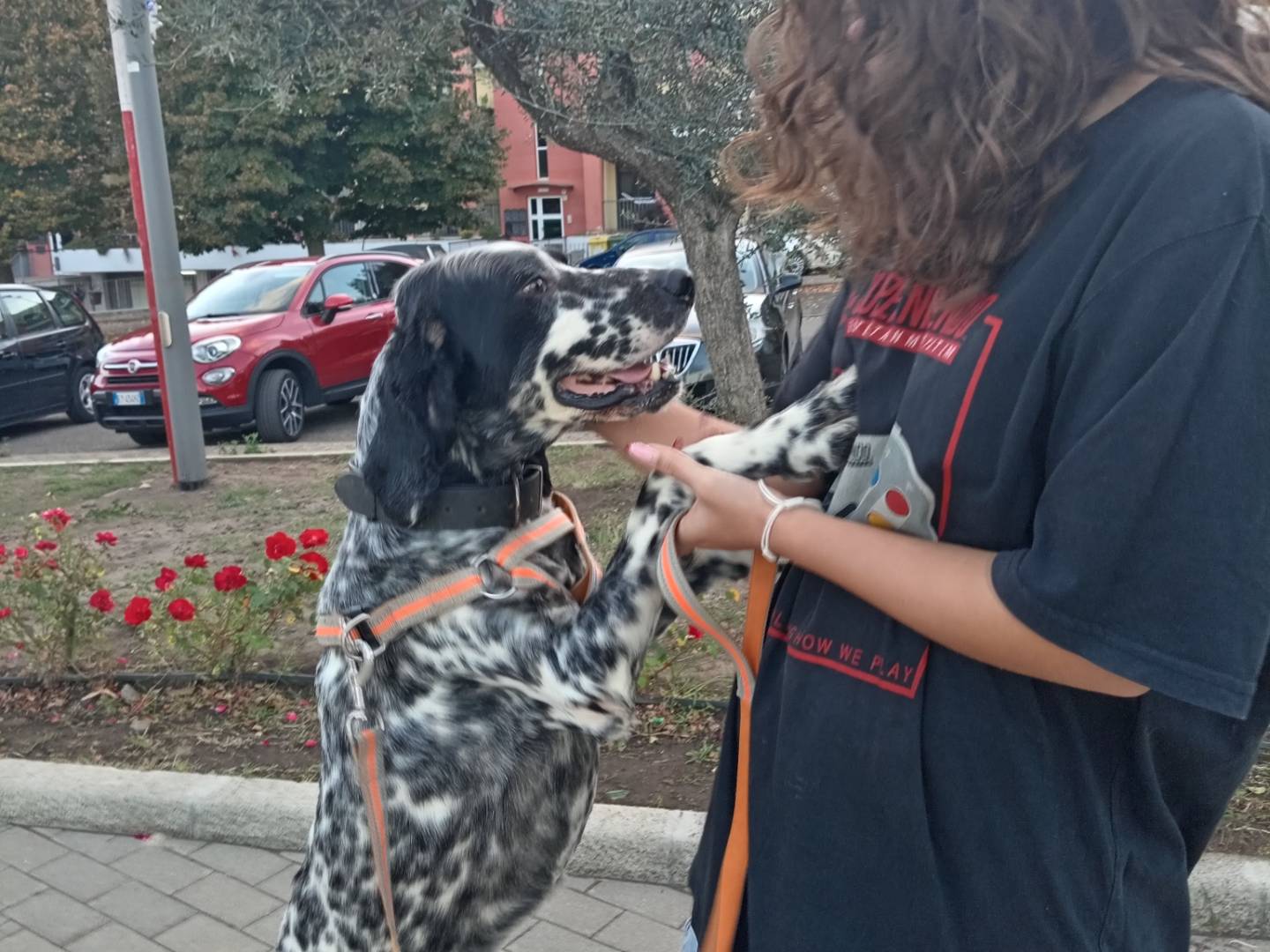 Adotta un cane, maschio, 5 anni e 3 mesi, Potenza