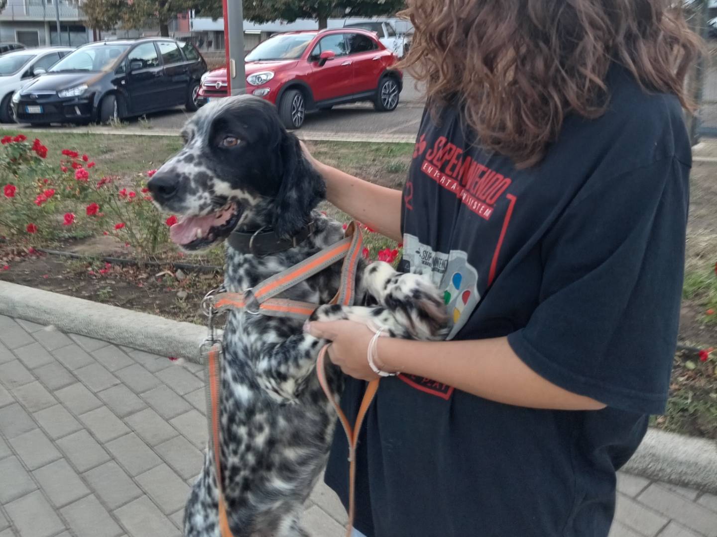 Adotta un cane, taglia media, maschio, Potenza