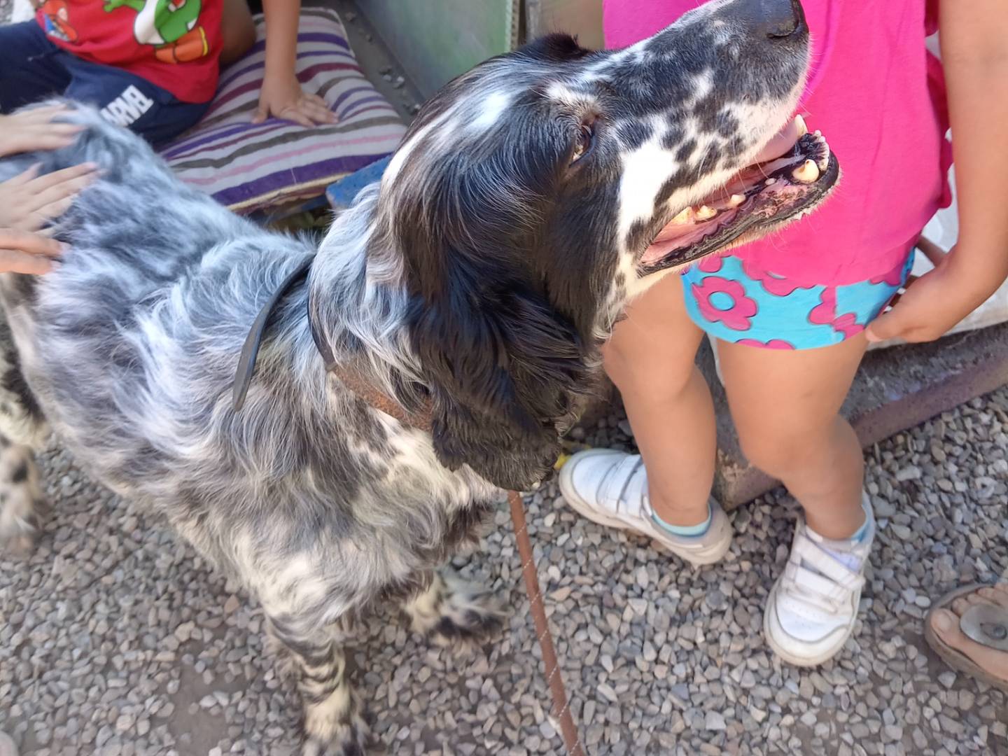 Vuoi adottare un cane a Potenza?