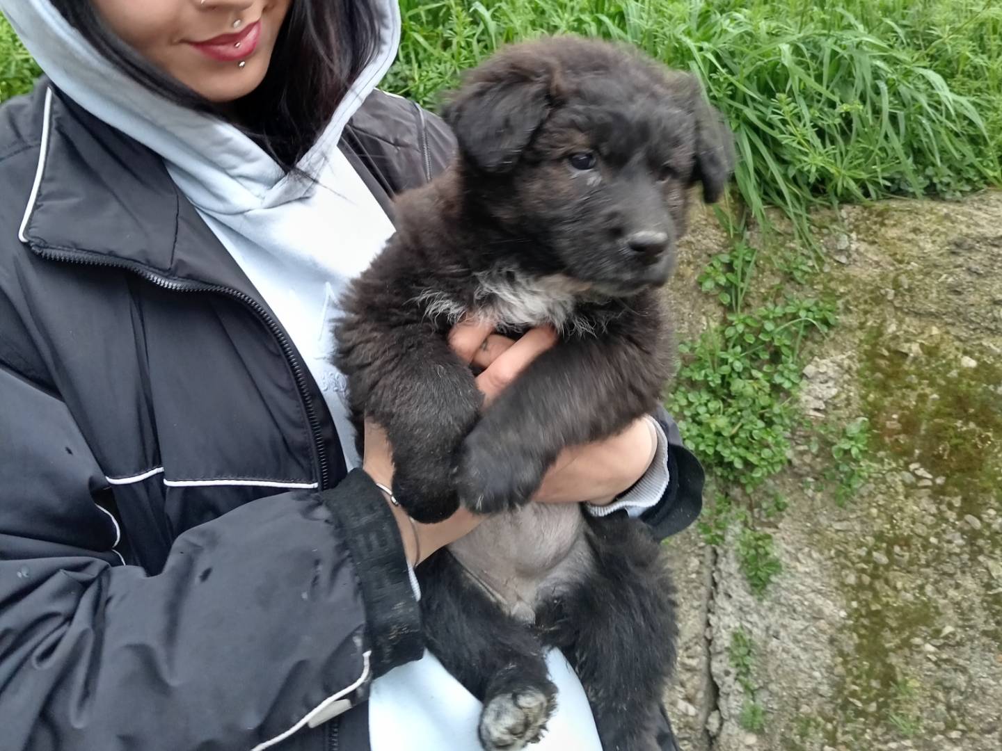 Adozione cane, femmina, Razza sconosciuta Razza sconosciuta, 2 mesi, taglia media, Potenza