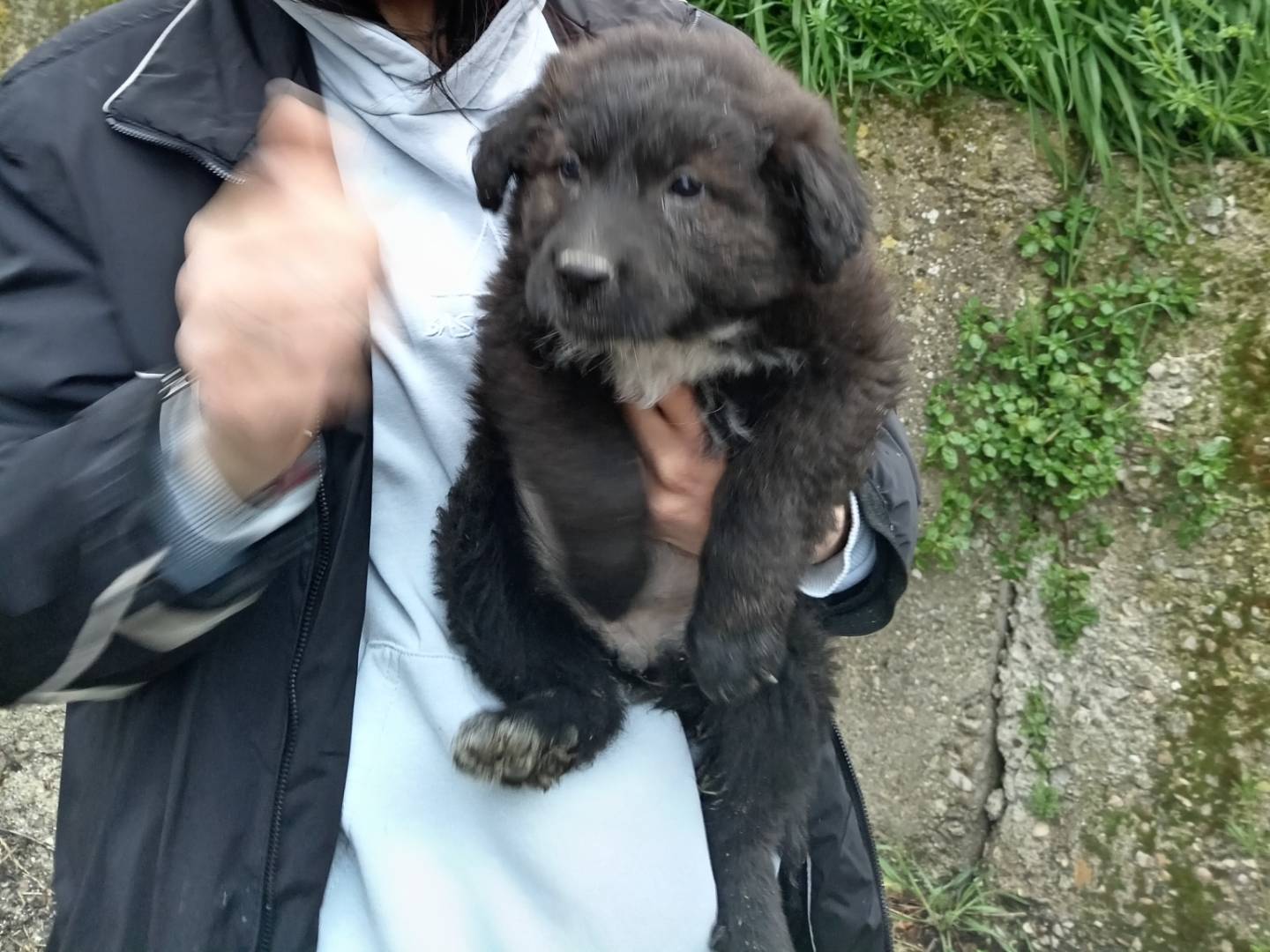 Adotta un cane, taglia media, femmina, Potenza