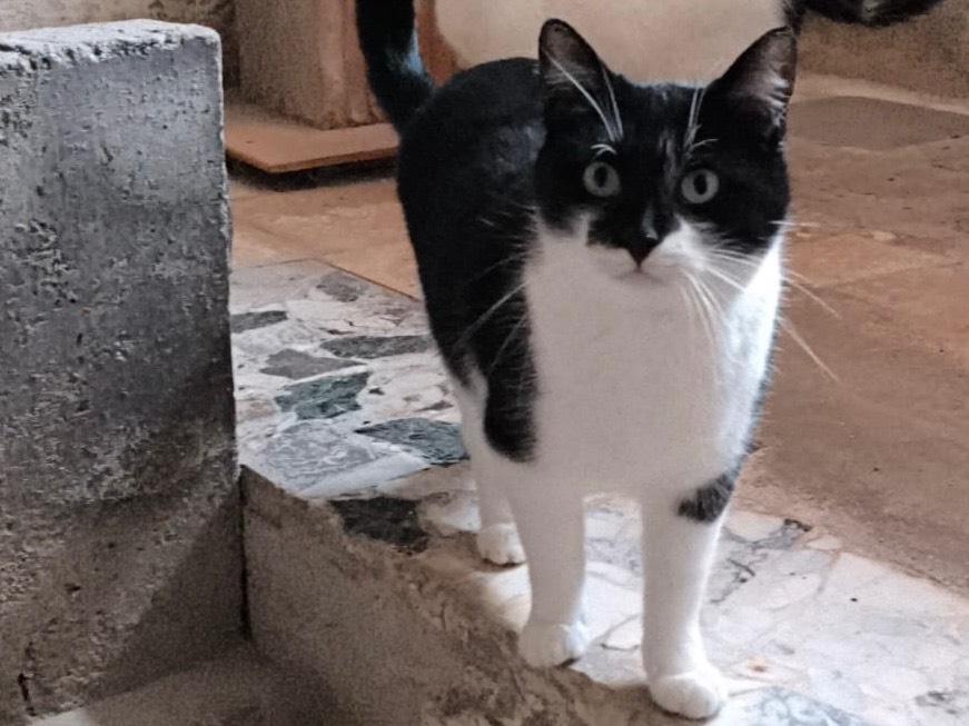 Adozione gatto, femmina, Razza sconosciuta Razza sconosciuta, 1 anno e 10 mesi, taglia non valida, Bari