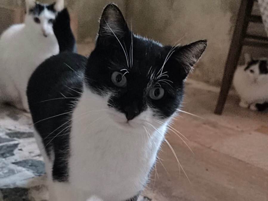 Adotta un gatto, femmina, 1 anno e 10 mesi, Bari