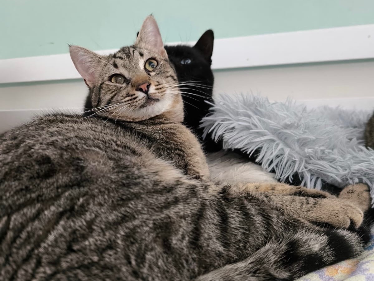 Adozione gatto, maschio, Razza sconosciuta Razza sconosciuta, 7 mesi, taglia non valida, Bari