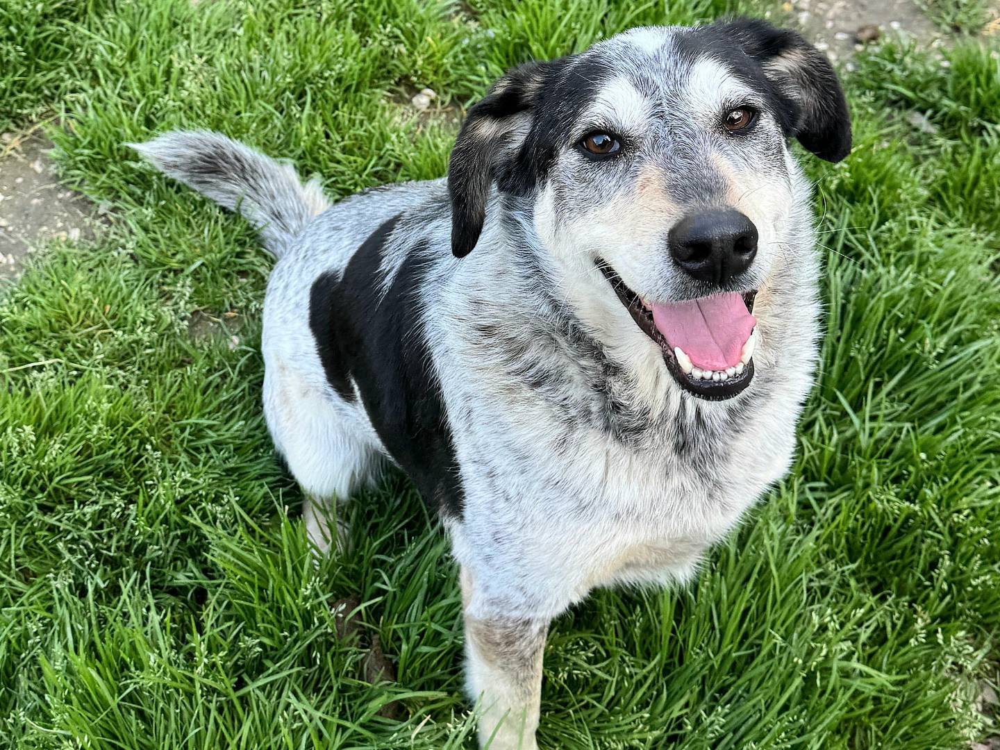 Adotta un cane, femmina, 4 anni e 1 mese, Teramo