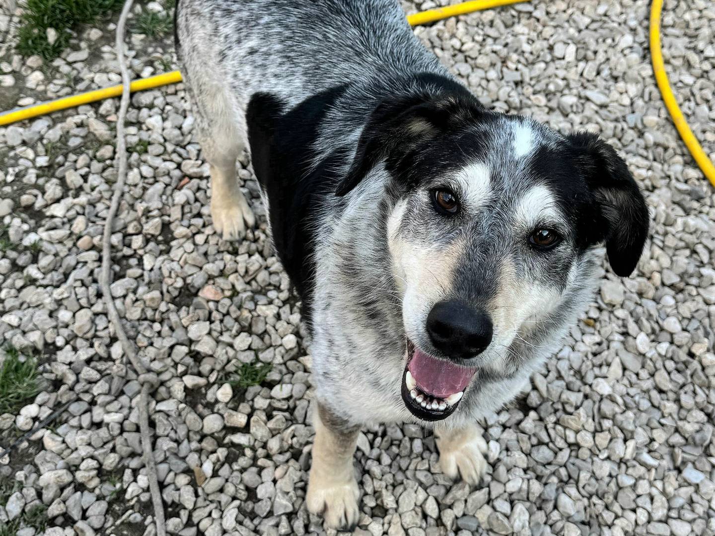 Adotta un cane, taglia media, femmina, Teramo