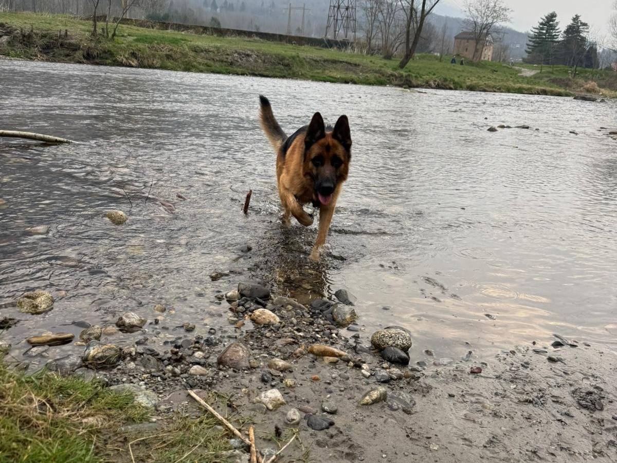 Adotta il cane Pastore  a Bergamo