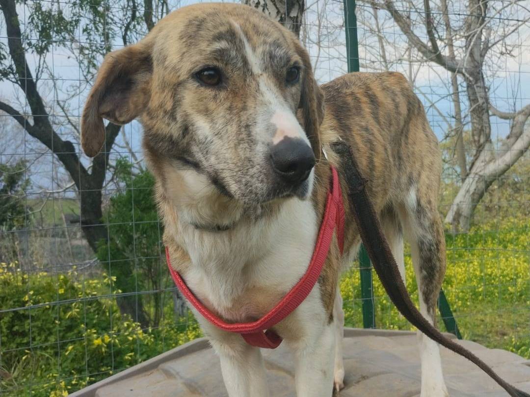 Adozione cane, femmina, Razza sconosciuta Razza sconosciuta, 1 anno, taglia media, Bologna