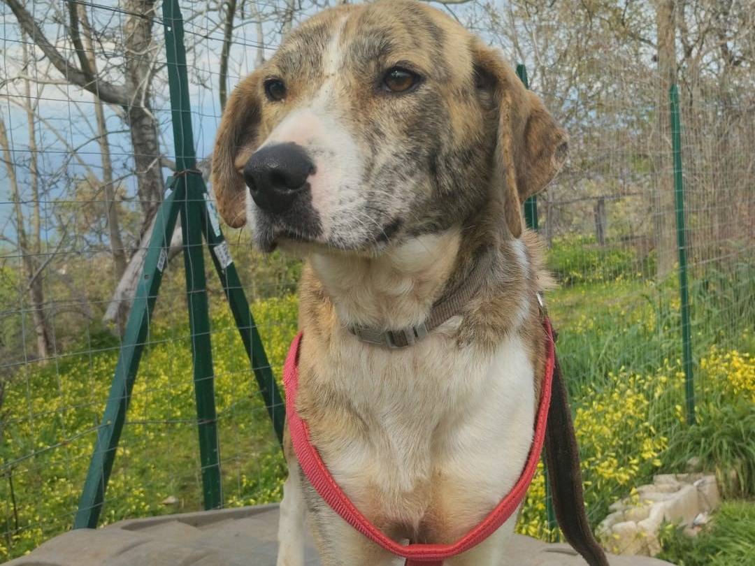 Adotta un cane, femmina, 1 anno, Bologna