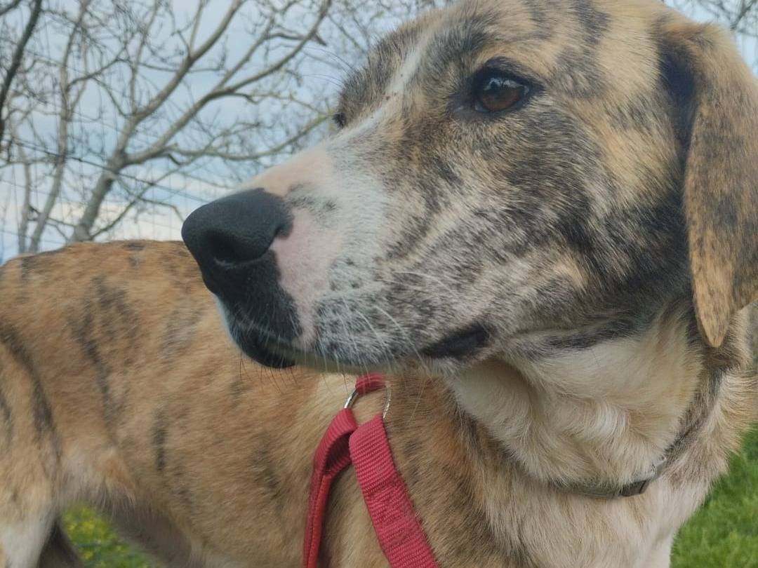 Adotta un cane, taglia media, femmina, Bologna