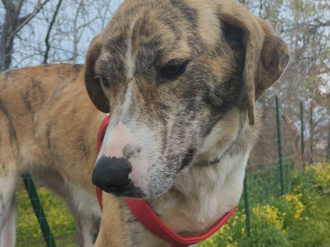 Vuoi adottare un cane a Bologna?