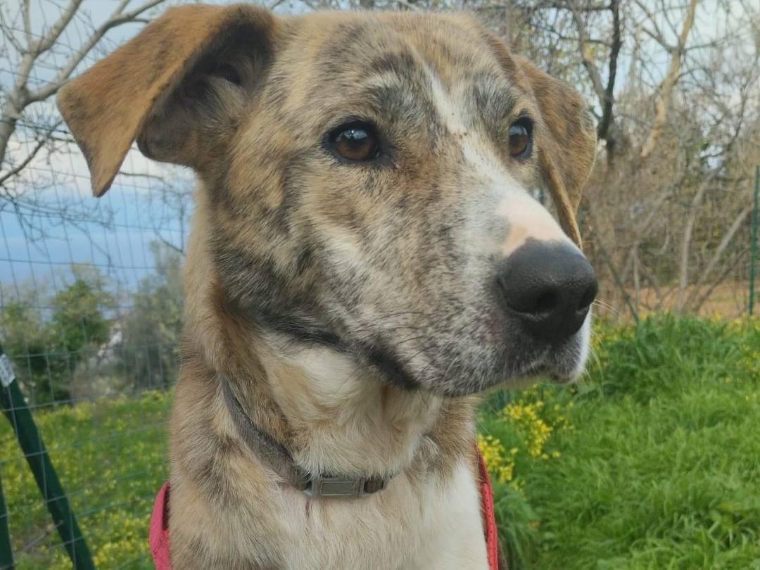 Adotta il cane DOLCISSIMA TERRY  a Bologna