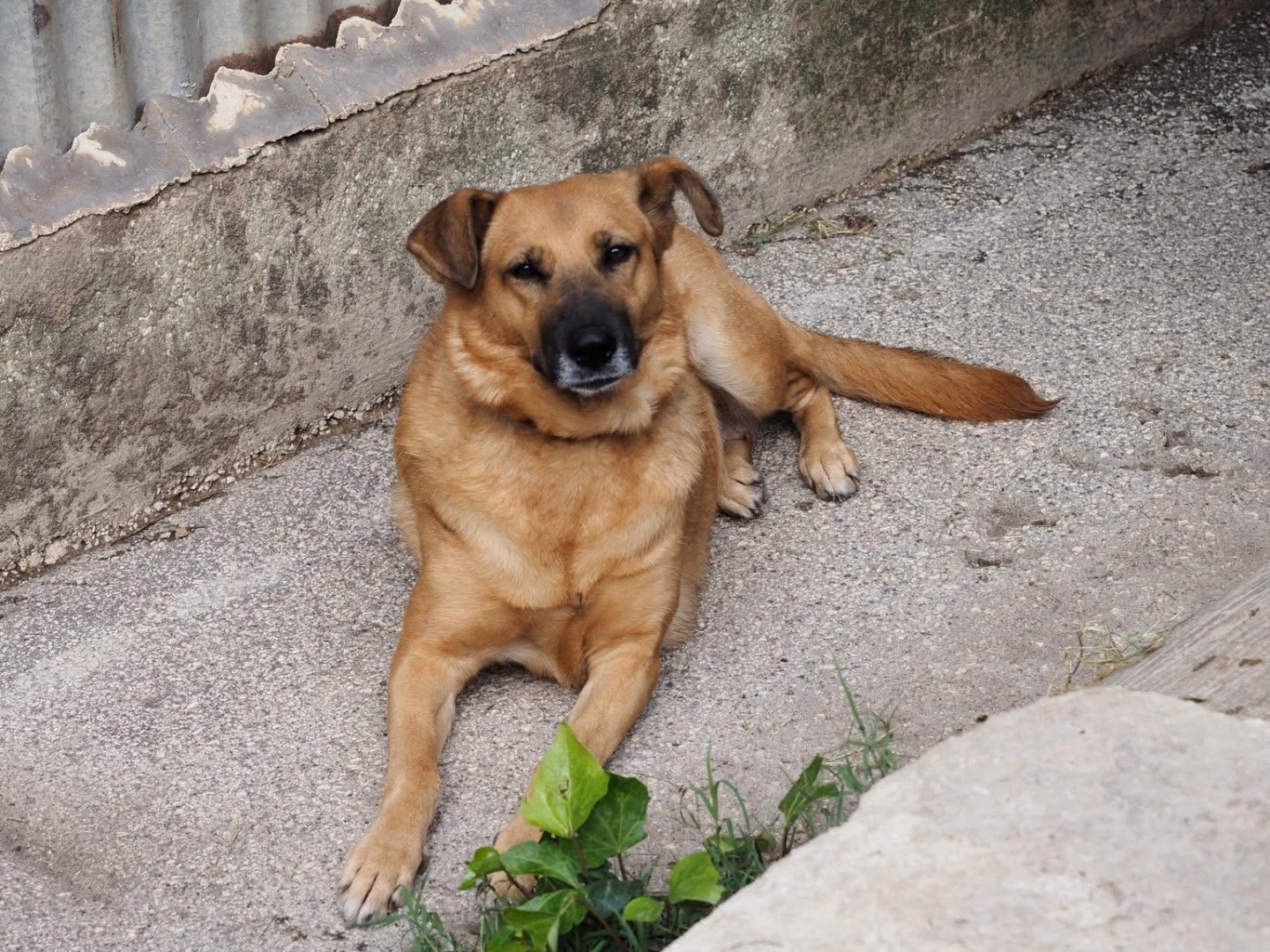 Adozione cane, femmina, Razza sconosciuta Razza sconosciuta, 2 anni e 11 mesi, taglia grande, Siracusa