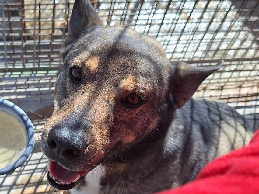 Vuoi adottare un cane a Pavia?