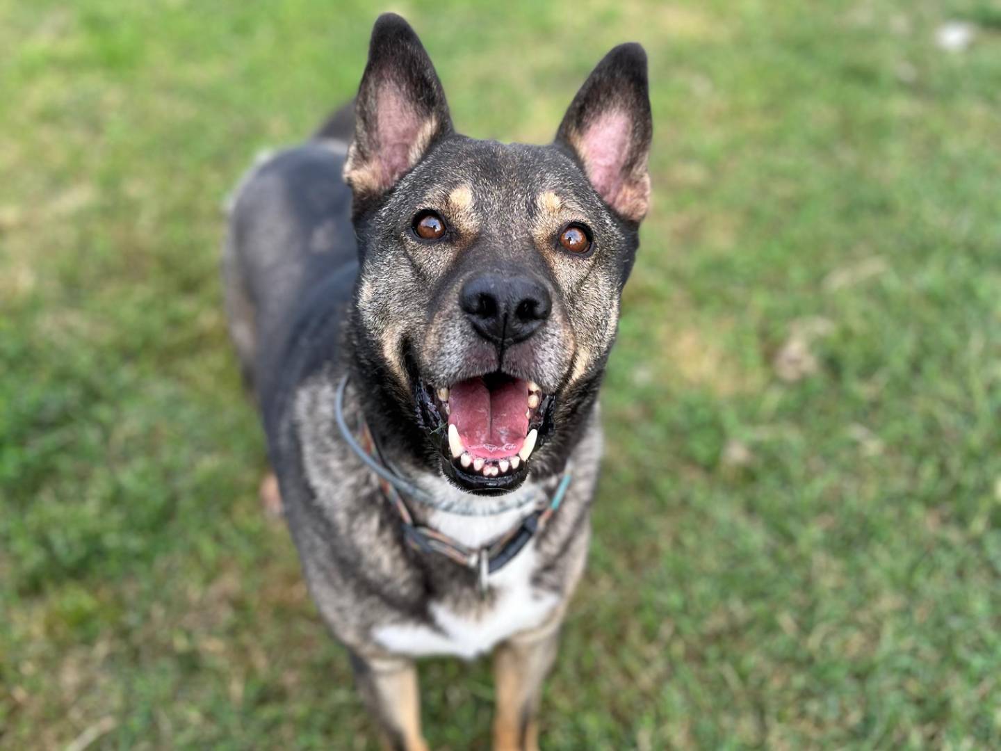 Adotta il cane MILAGRO a Pavia