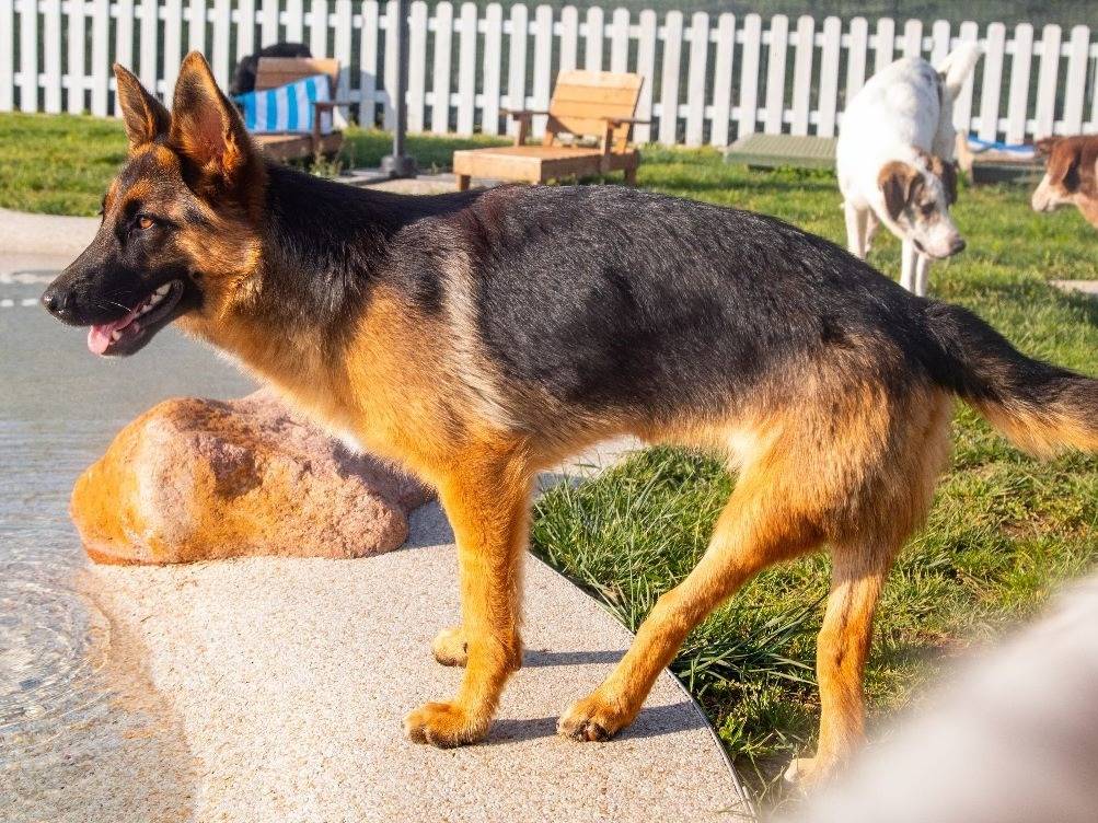 Adotta un cane, femmina, 3 anni e 8 mesi, Mantova