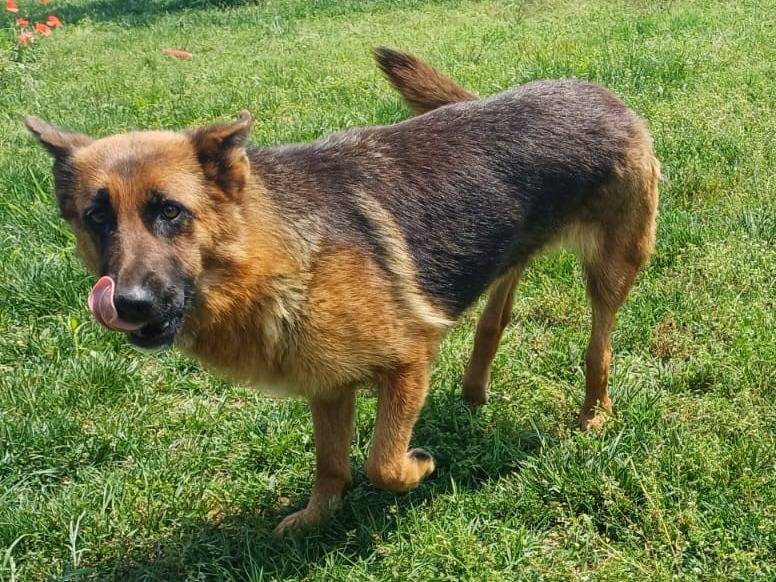 Adotta un cane, taglia media, femmina, Mantova