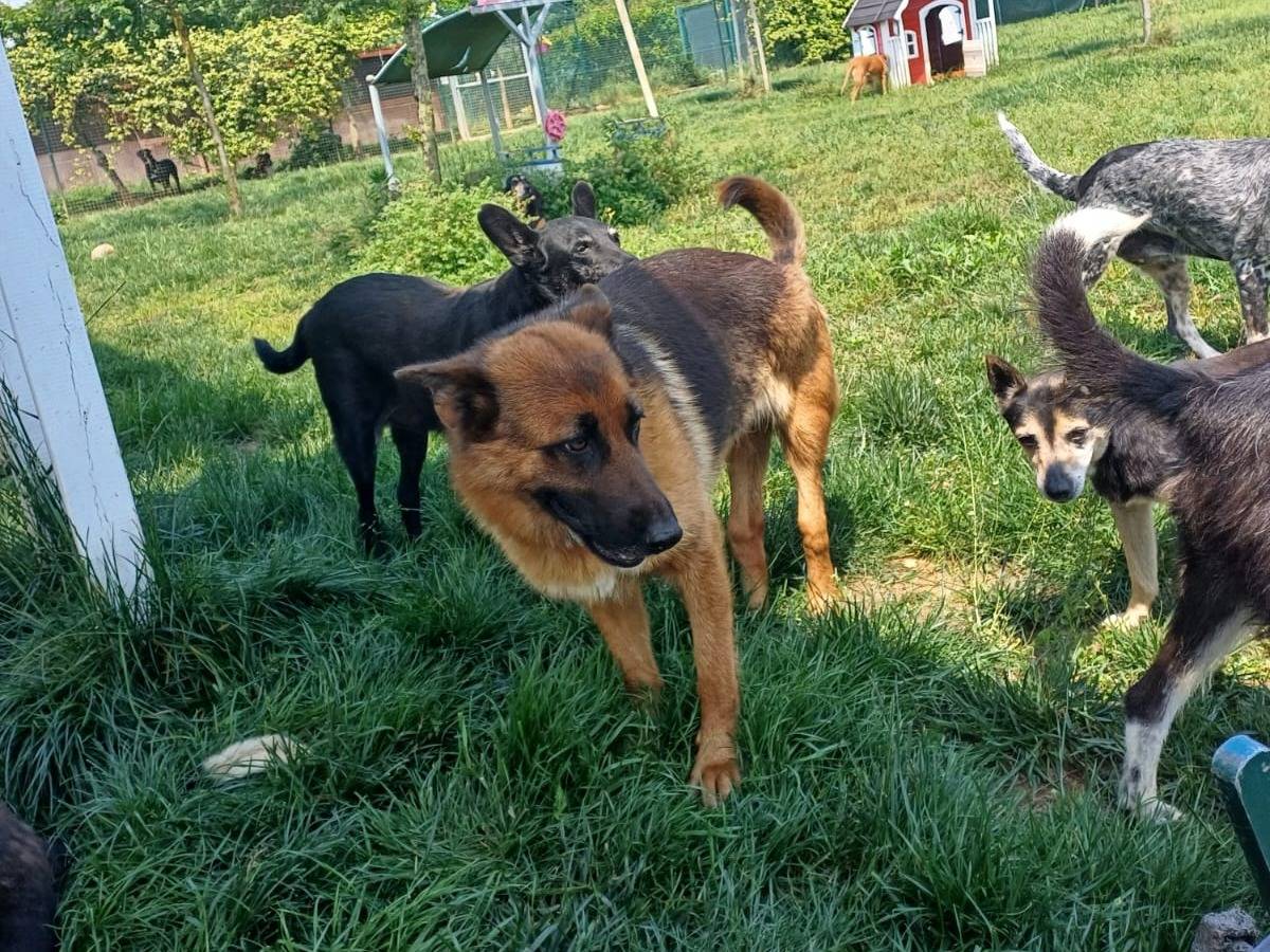 Adotta il cane Noemi a Mantova