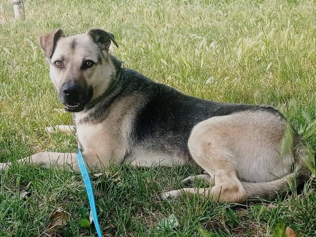 Adozione cane, maschio, Razza sconosciuta Razza sconosciuta, 6 anni e 9 mesi, taglia media, Milano