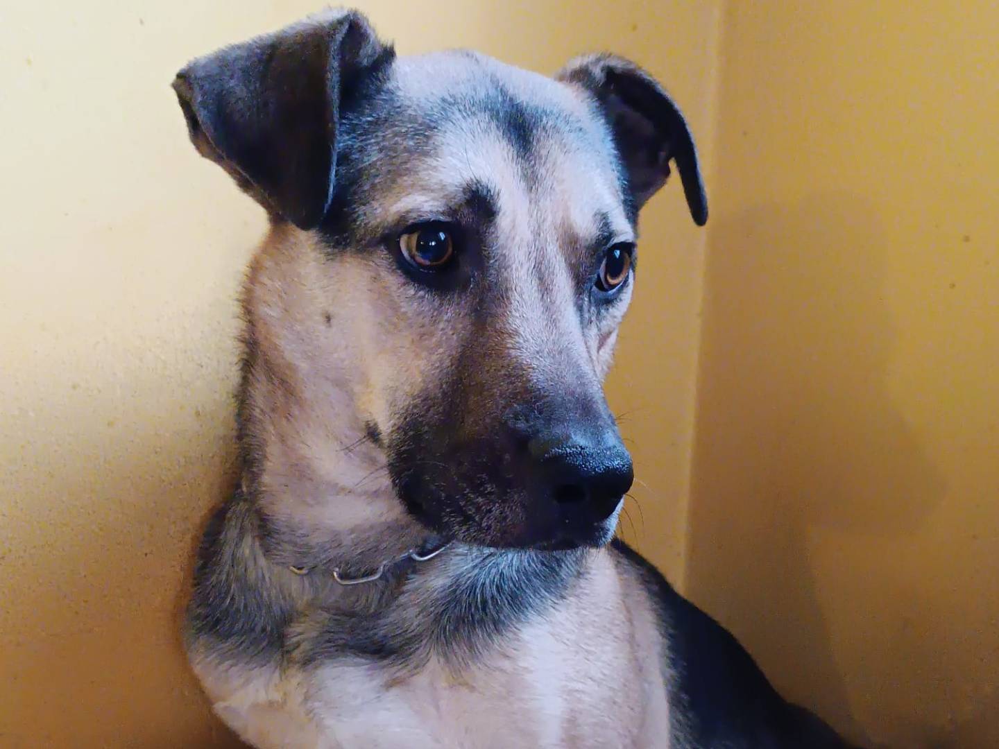 Adotta un cane, maschio, 6 anni e 9 mesi, Milano