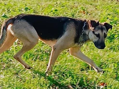 Adotta un cane, taglia media, maschio, Milano