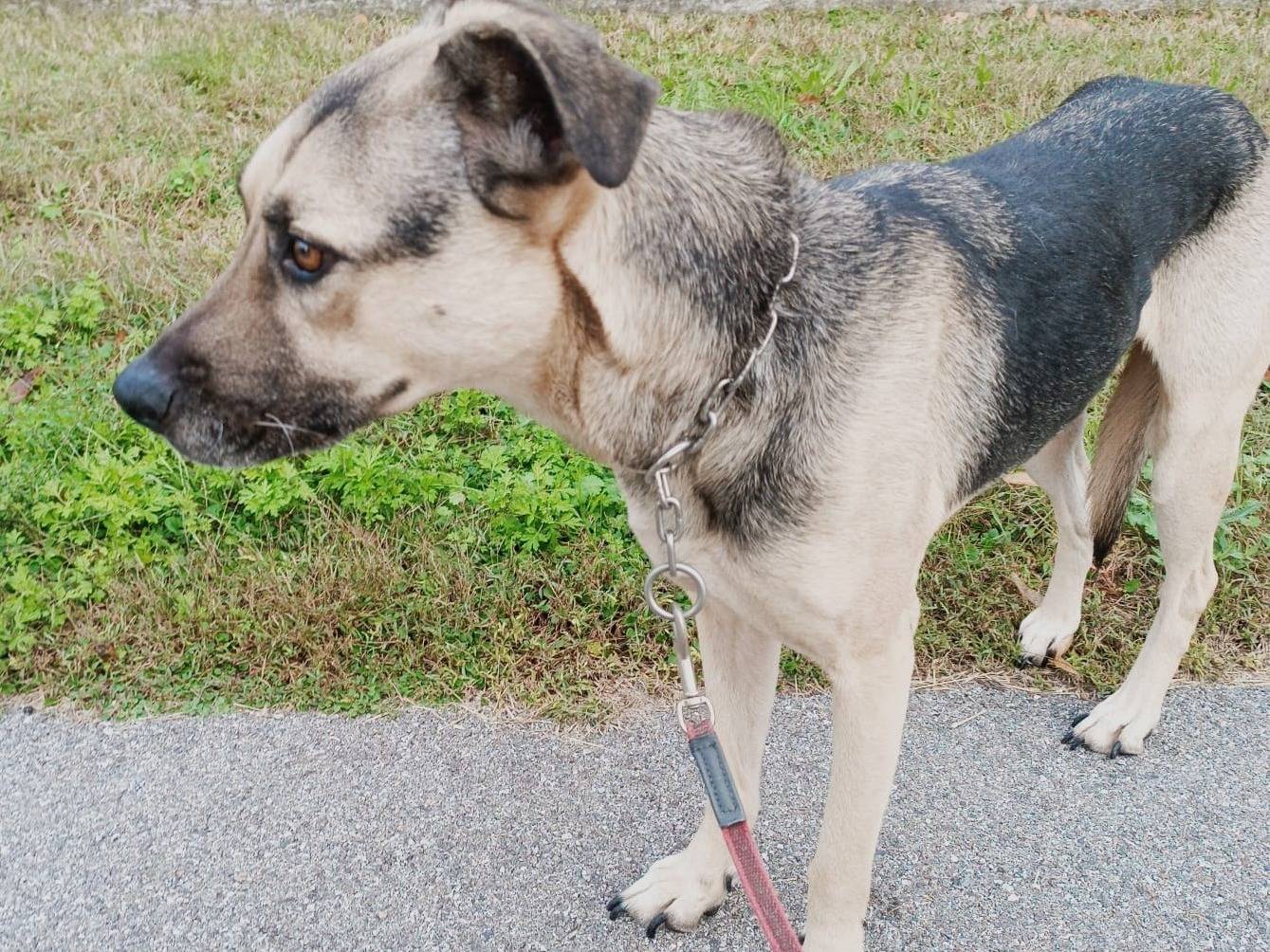 Adotta il cane Tango a Milano