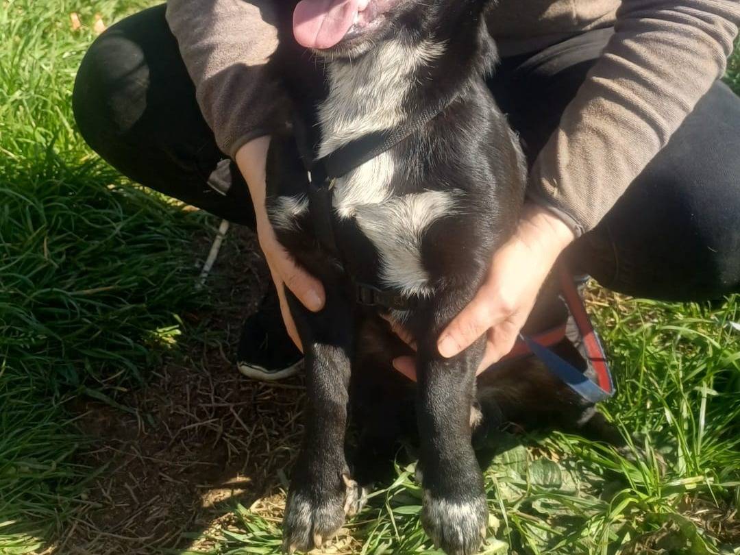 Adozione gatto, maschio, Razza sconosciuta Razza sconosciuta, 8 mesi, taglia media contenuta, Catanzaro