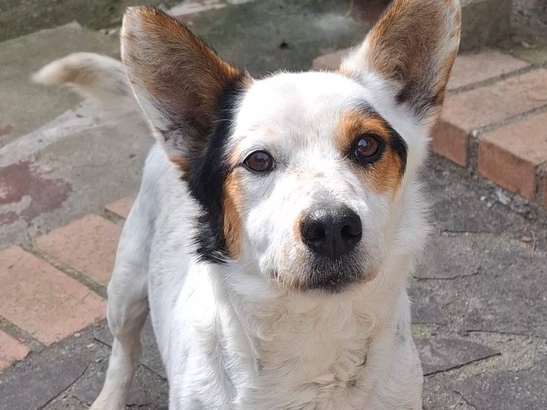 Adozione cane, maschio, Razza sconosciuta Razza sconosciuta, 4 anni e 8 mesi, taglia media contenuta, Catanzaro