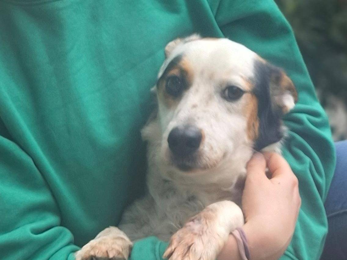 Adotta un cane, maschio, 4 anni e 8 mesi, Catanzaro