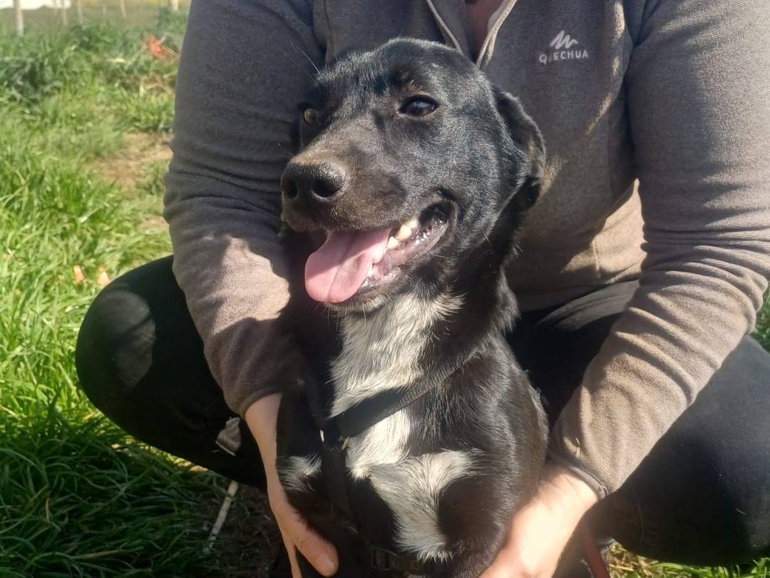 Adotta un gatto, maschio, 8 mesi, Catanzaro