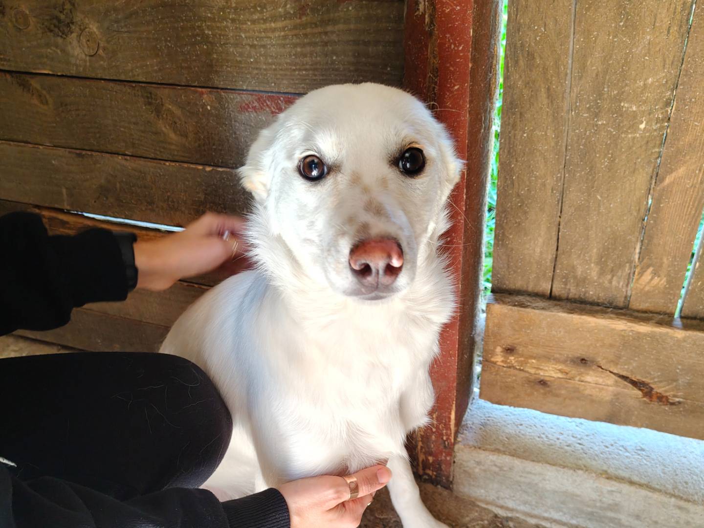 Adozione cane, femmina, Razza sconosciuta Razza sconosciuta, 6 mesi, taglia media contenuta, Vibo