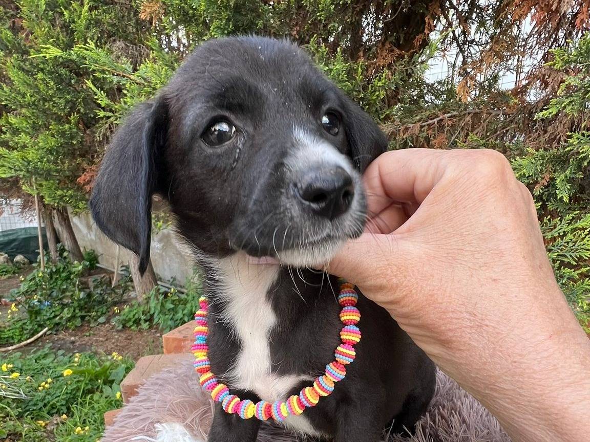 Adozione cane, femmina, Razza sconosciuta Razza sconosciuta, 2 mesi, taglia media contenuta, Siracusa