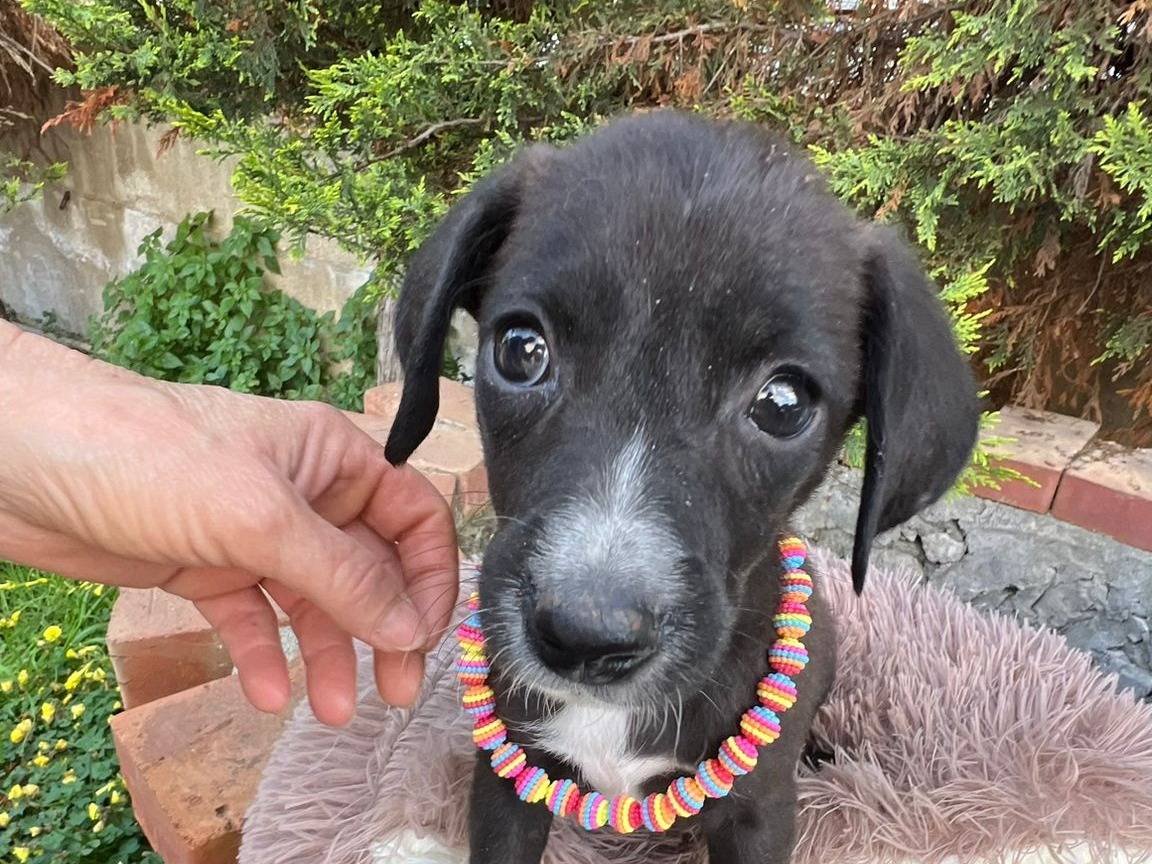 Adotta un cane, femmina, 2 mesi, Siracusa