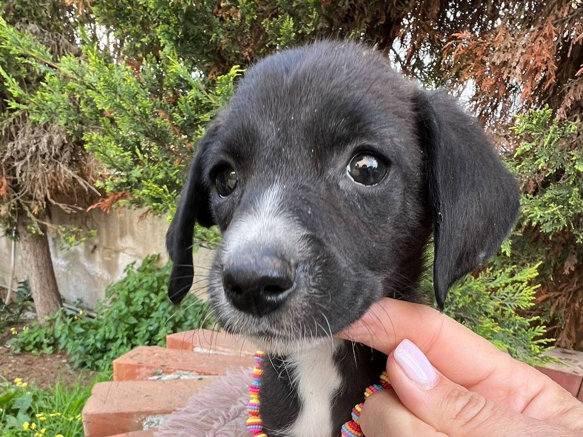 Adotta un cane, taglia media contenuta, femmina, Siracusa