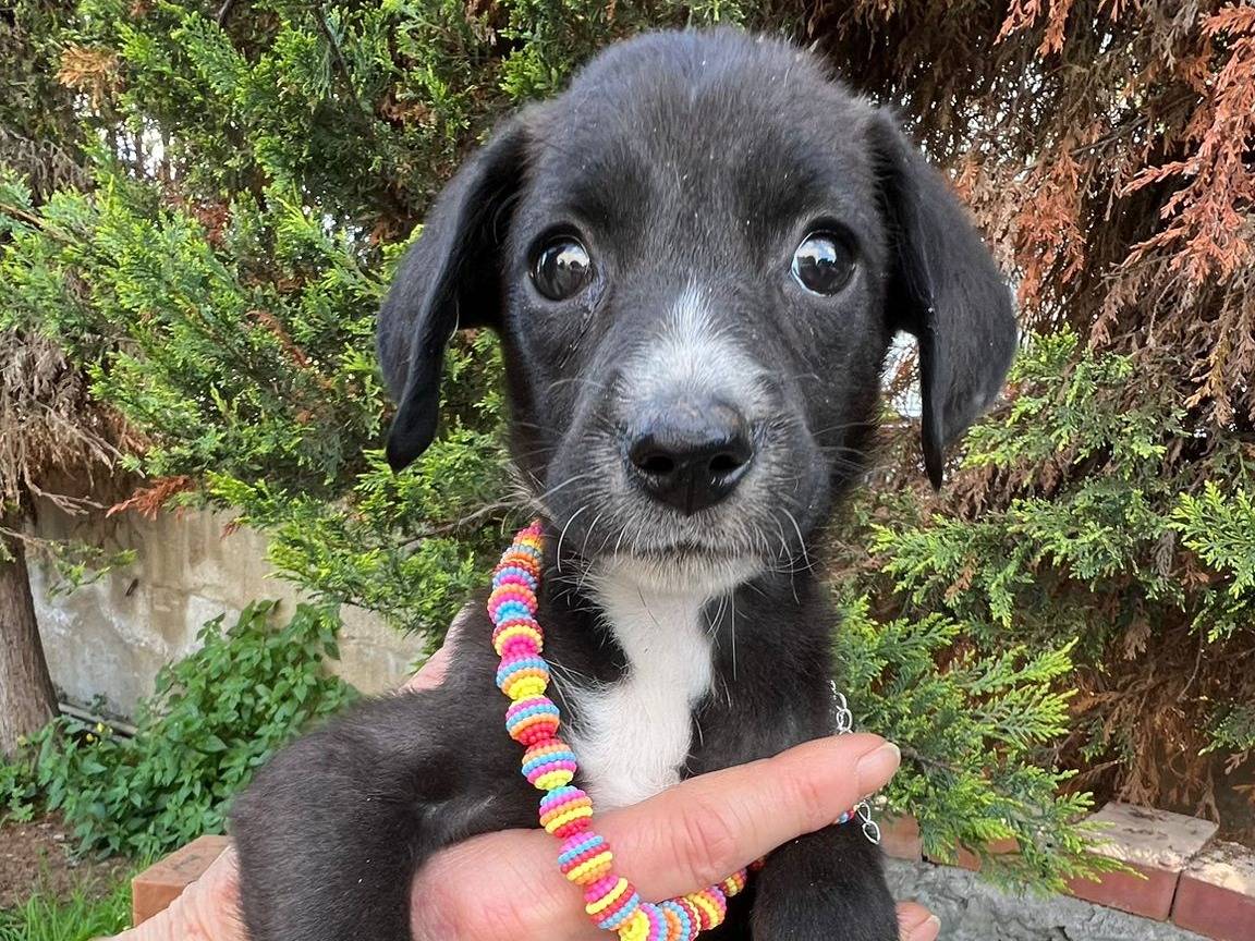 Adotta il cane ASIA a Siracusa