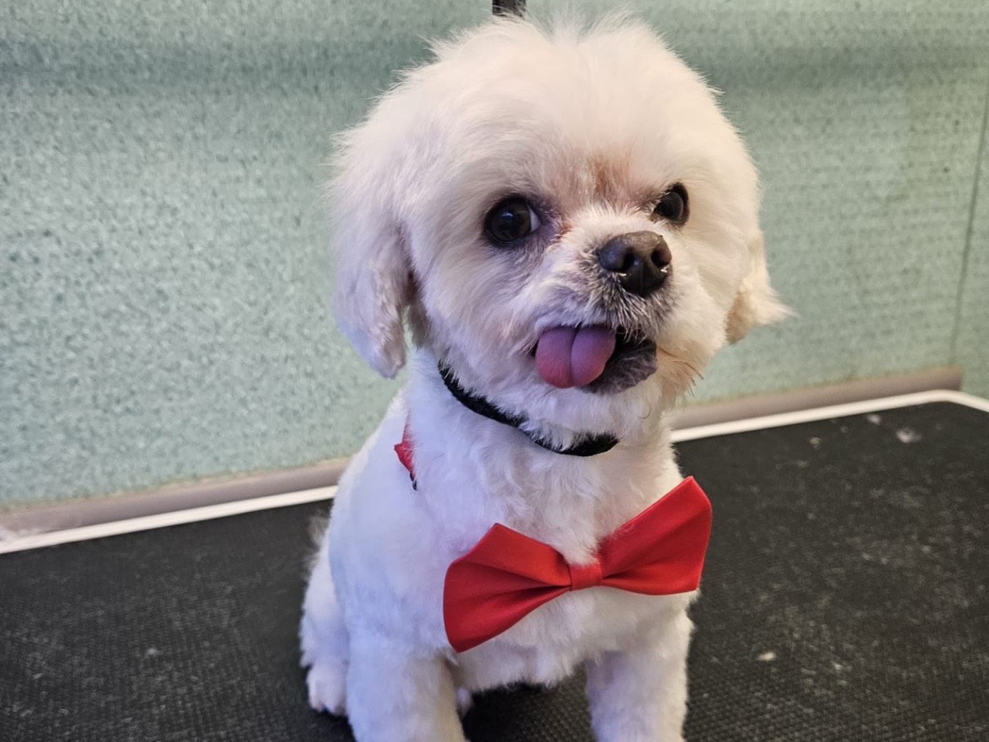 Adozione cane, maschio, Maltese Razza sconosciuta, 7 anni, taglia piccola, Brescia
