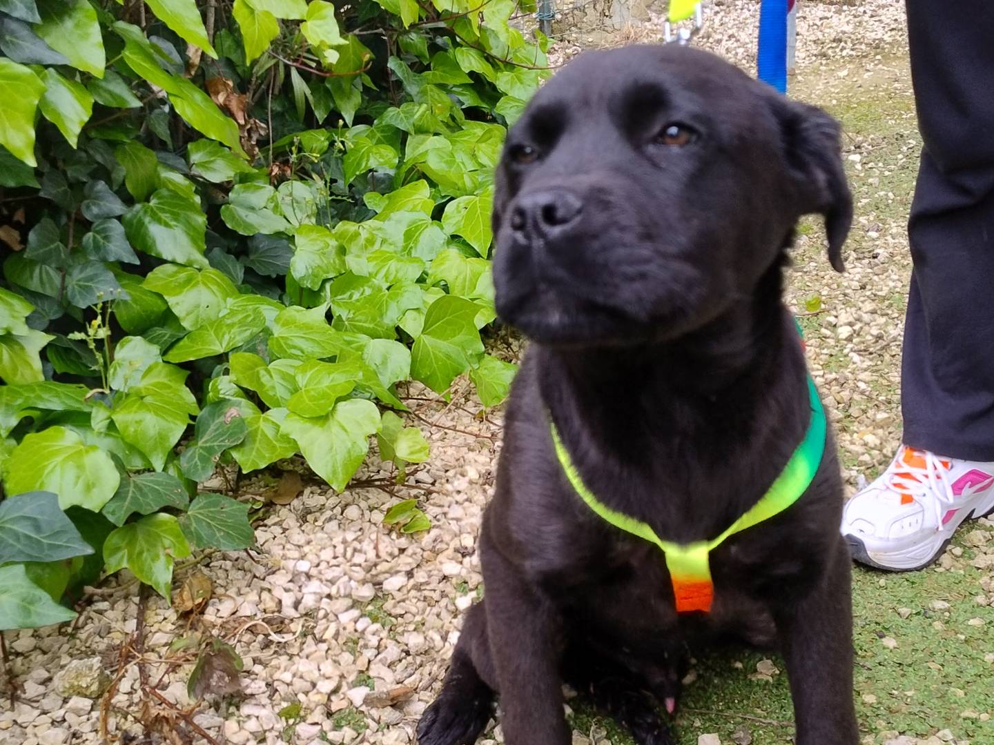 Adotta un cane, maschio, 4 mesi, Agrigento