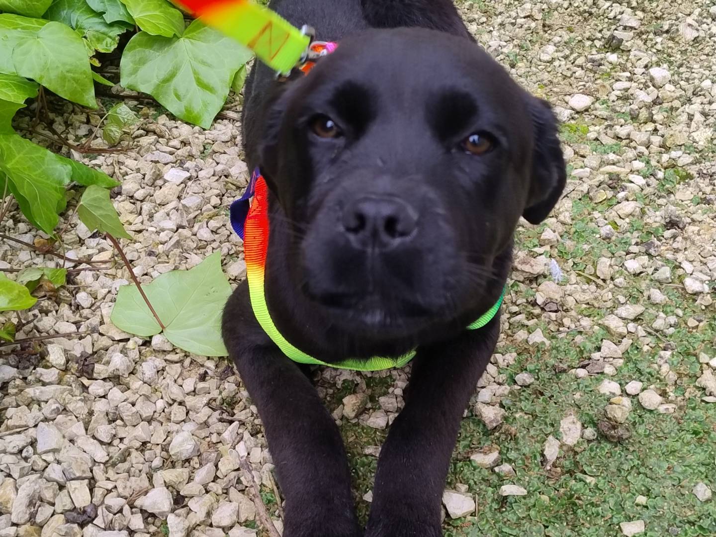 Adotta un cane, taglia media, maschio, Agrigento