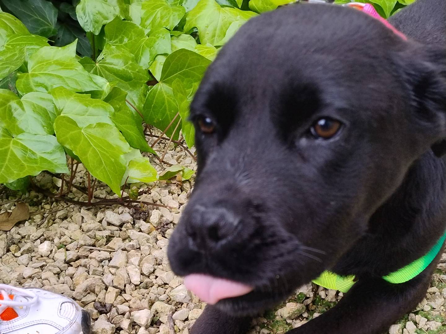 Vuoi adottare un cane a Agrigento?