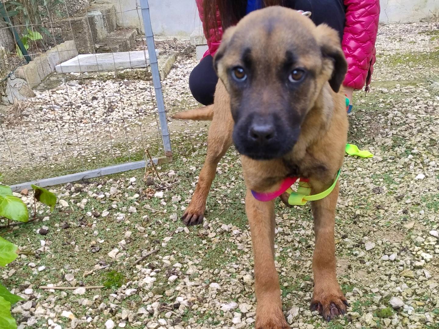 Vuoi adottare un cane a Agrigento?