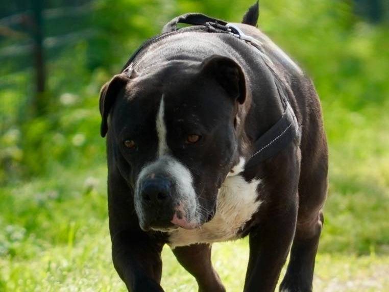 Adozione cane, maschio, Razza sconosciuta Razza sconosciuta, 6 anni e 3 mesi, taglia grande, Bergamo