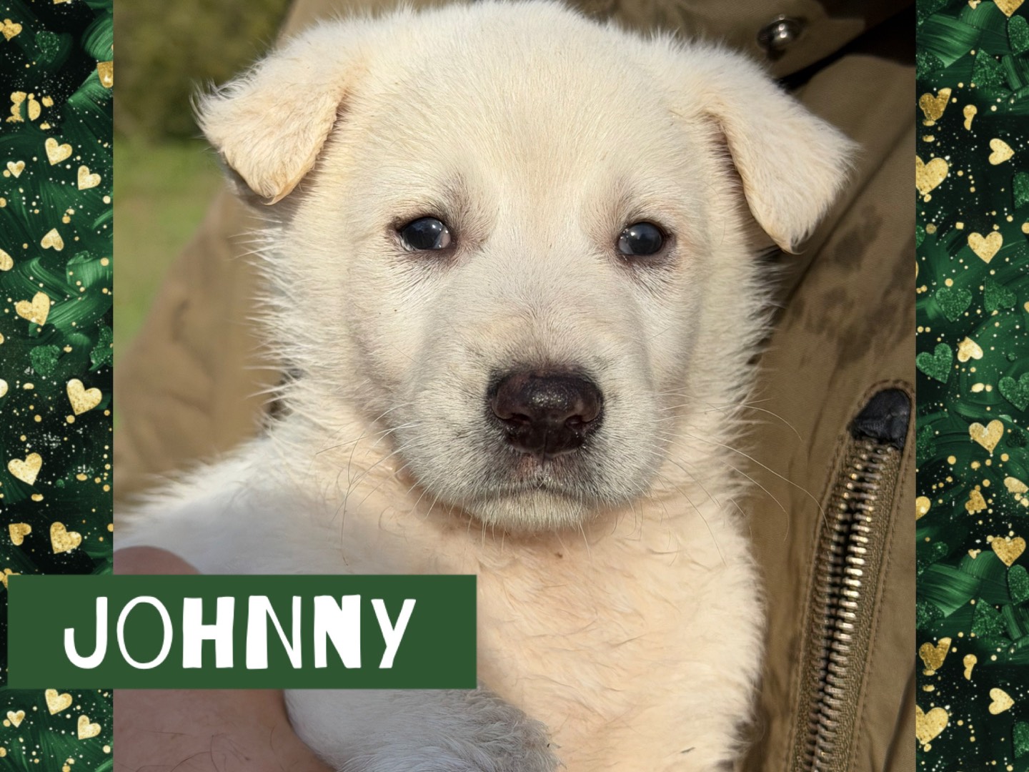 Adozione cane, maschio, Razza sconosciuta Razza sconosciuta, 2 mesi, taglia media, Catanzaro