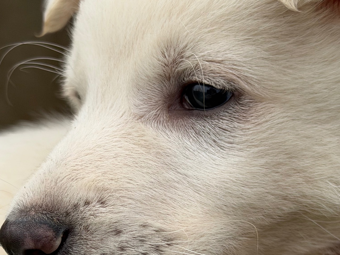 Adotta un cane, maschio, 2 mesi, Catanzaro