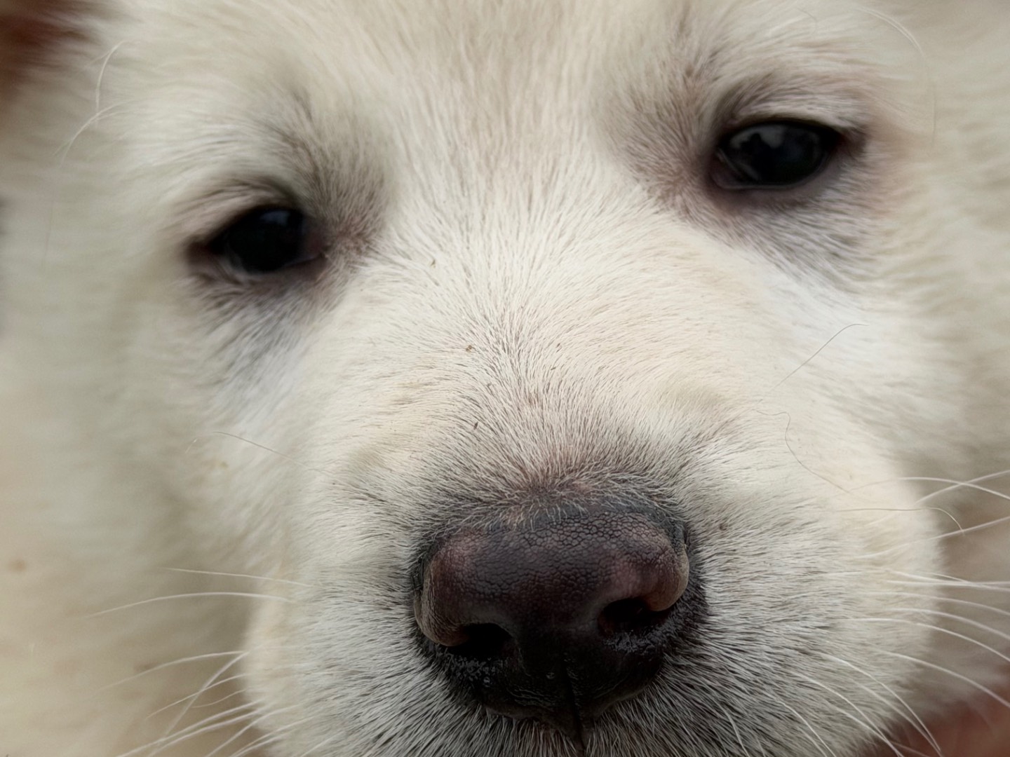 Adotta un cane, taglia media, maschio, Catanzaro