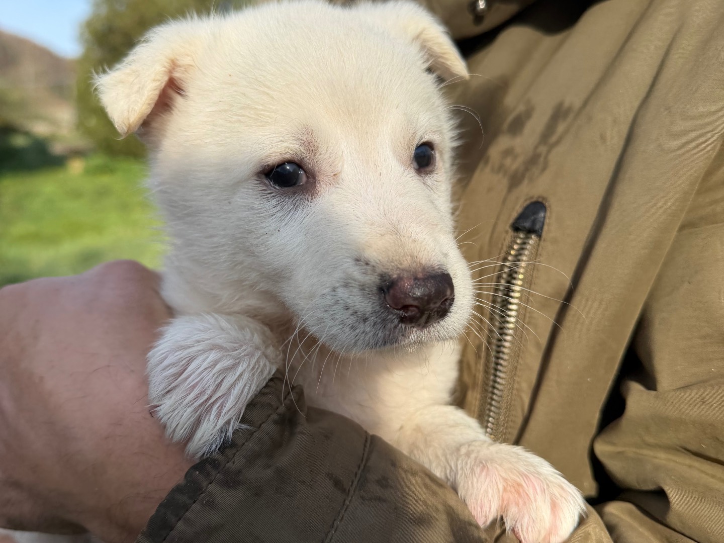 Vuoi adottare un cane a Catanzaro?