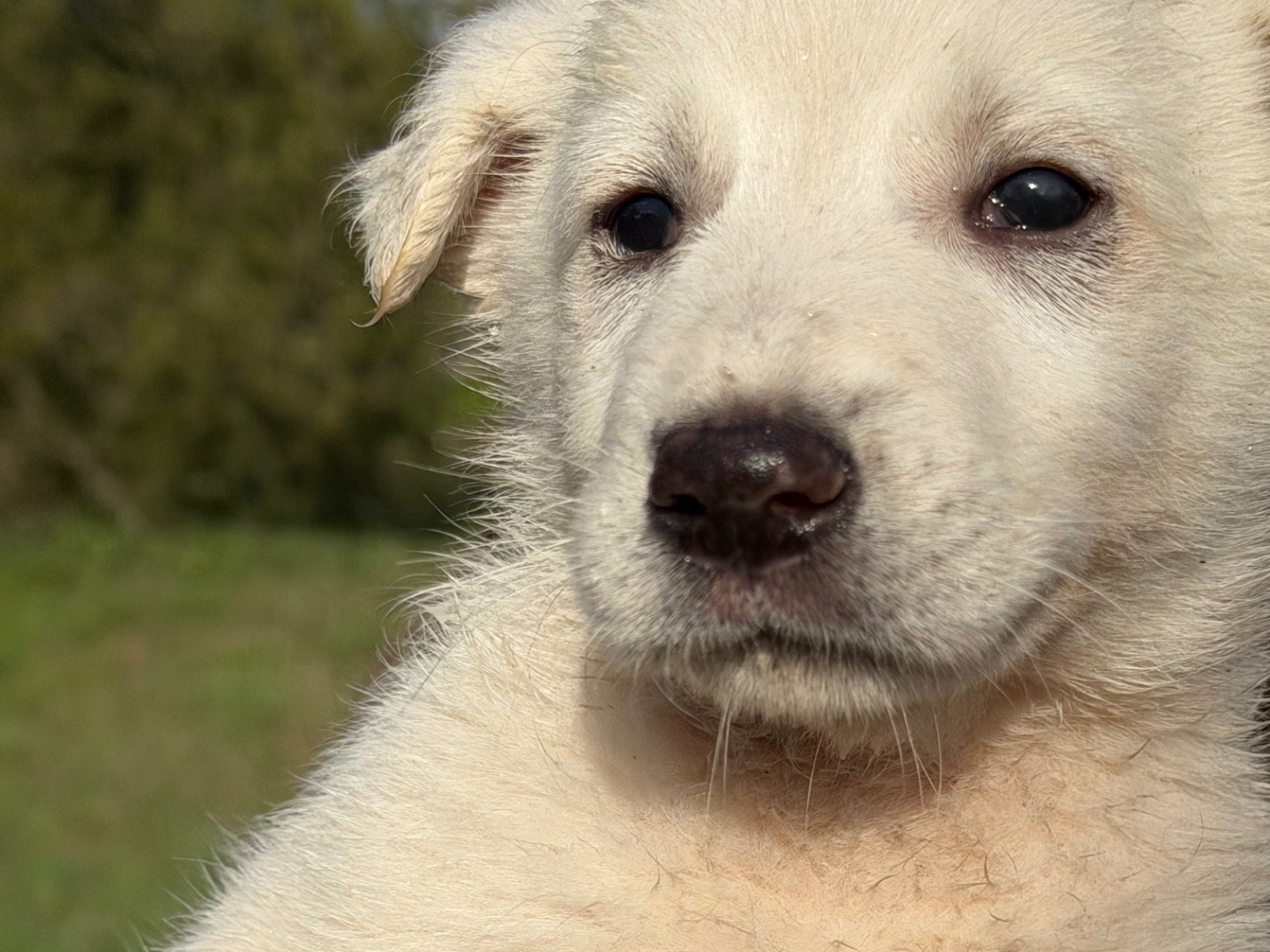 Adotta il cane Johnny a Catanzaro