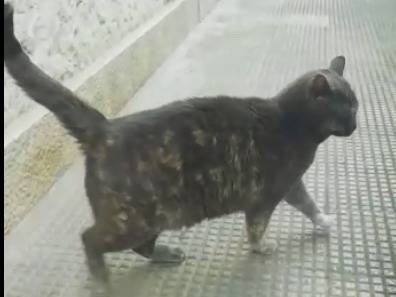 Adotta un gatto, femmina, 4 anni e 2 mesi, Barletta