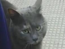 Adotta il gatto Raviolina a Barletta