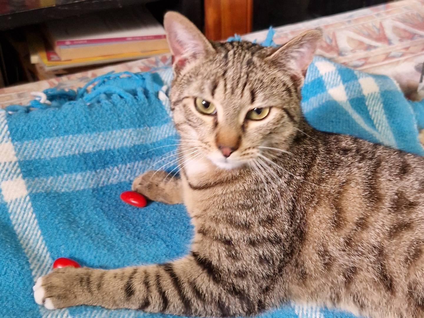 Adozione gatto, maschio, Razza sconosciuta Razza sconosciuta, 8 mesi, taglia non valida, Piacenza