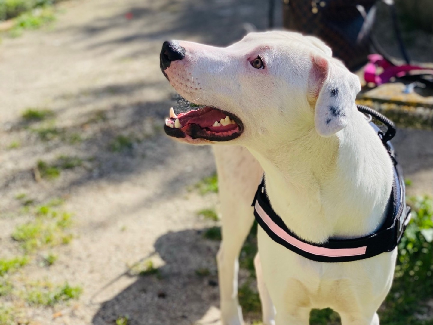 Adozione cane, femmina, Dogo Argentino Razza sconosciuta, 6 anni e 2 mesi, taglia grande, Caserta